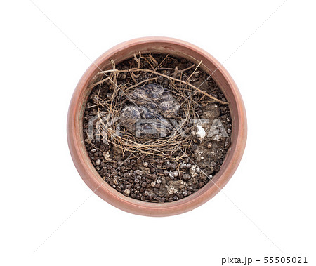 Two of baby birds on white background Two of baby birds on white background 55505021