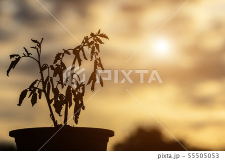 Silhouette of dead plant in plastic pot on wooden table with copy space Silhouette of dead plant in plastic pot on wooden table with copy space 55505053