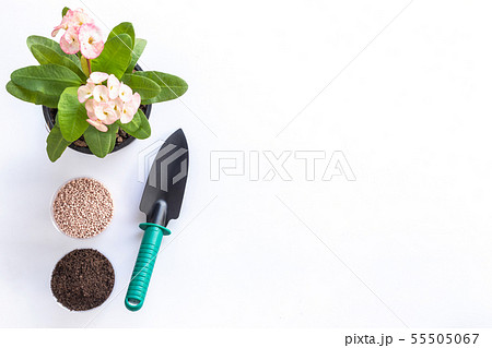 Top view shovel, soil, fertilizer and Christ plant, or Christ thorn in garden pot isolated on white Top view shovel, soil, fertilizer and Christ plant, or Christ thorn in garden pot isolated on white 55505067