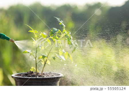 Hand holding watering can and sprayign to young plant in garden Hand holding watering can and sprayign to young plant in garden 55505124