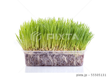 Young green Wheatgrass studio shot isolated on white 55505131