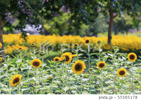 馬見丘陵公園 ひまわり 夏 馬見丘陵公園 ひまわり 夏 55505178