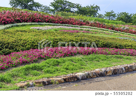 馬見丘陵公園 ひまわり 夏 馬見丘陵公園 ひまわり 夏 55505202