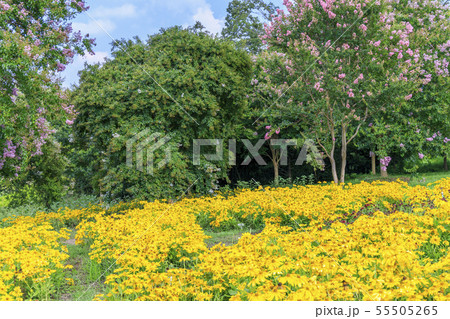 馬見丘陵公園　ひまわり　夏 55505265