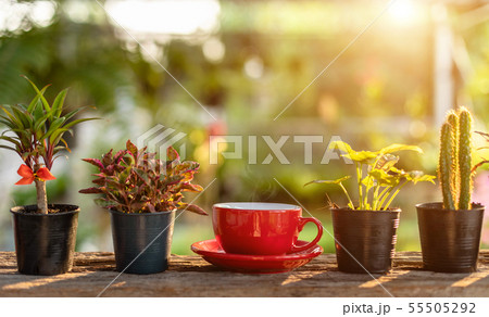 Red coffee cup on wooden table morning nature light in garden concept Red coffee cup on wooden table morning nature light in garden concept 55505292