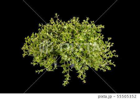 Green Dave Tree or Klet Pla Mho (Thai name) in plastic pot Green Dave Tree or Klet Pla Mho (Thai name) in plastic pot 55505352