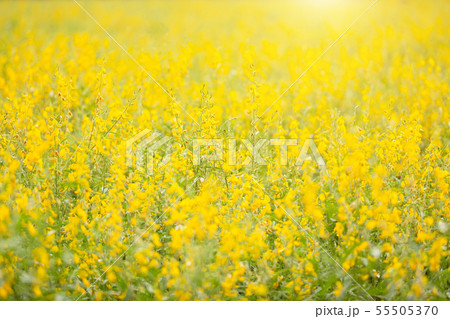 View of yellow Sunn Hemp field or Crotalaria juncea in field View of yellow Sunn Hemp field or Crotalaria juncea in field 55505370