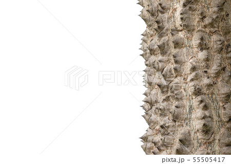 Thorn of Floss Silk Tree isolated on white background Thorn of Floss Silk Tree isolated on white background 55505417