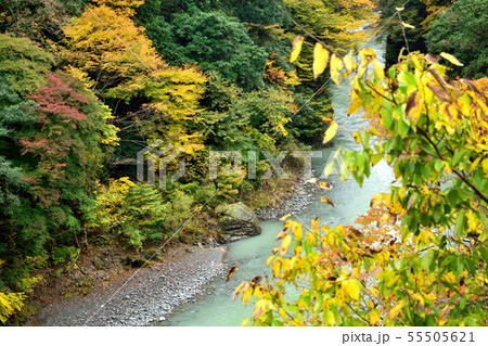 【東京都西多摩郡】氷川渓谷紅葉 多摩川の渓谷美 【東京都西多摩郡】氷川渓谷紅葉 多摩川の渓谷美 55505621