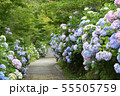 紫陽花の道 55505759