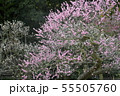 梅林の春 55505760