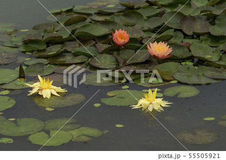 韓国 風景 屋外 55505921