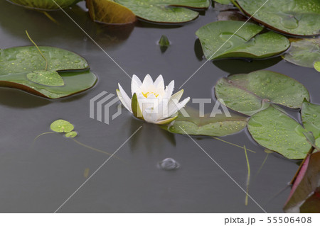 韓国 風景 屋外 55506408