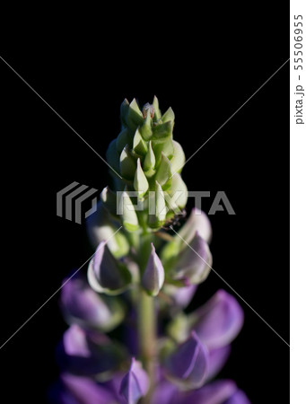 Beautiful flower close-up. Beautiful flower close-up. 55506955