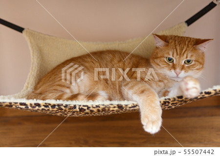 Red cat sleeping in hammock Red cat sleeping in hammock 55507442
