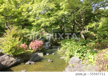 堺市大仙公園内日本庭園の新緑風景 55507711