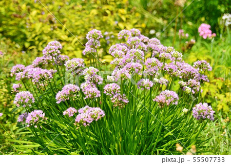 チャイブ 55507733