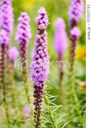 リアトリス 55507735