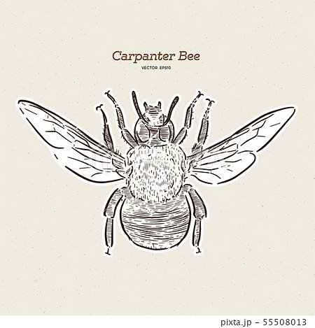 carpenter bee, vintage engraved illustration. - carpenter bee, vintage engraved illustration. - 55508013