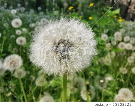 dandelion in a clearing dandelion in a clearing 55508225