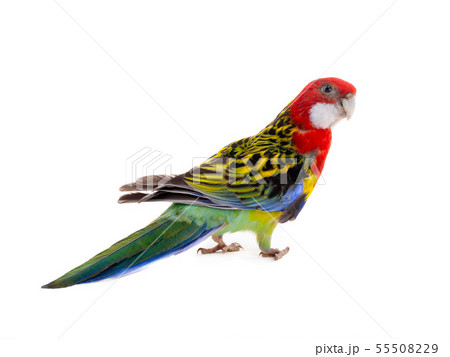 Rosella parrot isolated Rosella parrot isolated 55508229