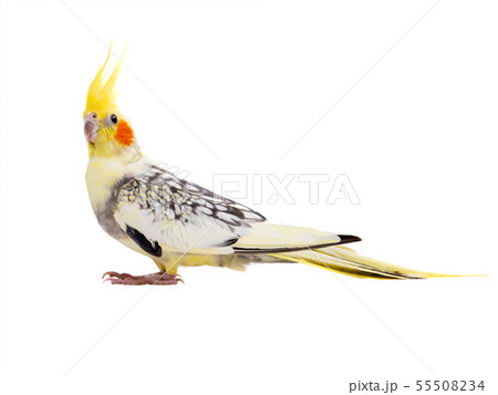 parrot corella isolated 55508234