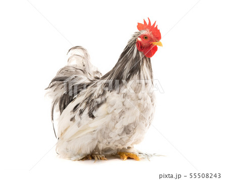 Cochin rooster isolated on white Cochin rooster isolated on white 55508243