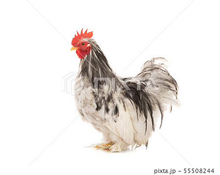 Cochin rooster isolated on white Cochin rooster isolated on white 55508244