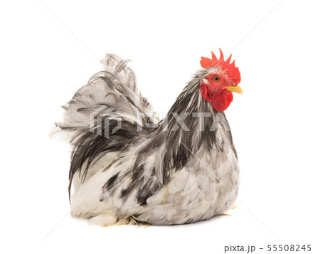 Cochin rooster isolated on white 55508245