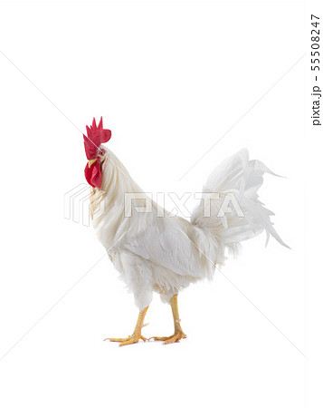 beautiful white rooster isolated beautiful white rooster isolated 55508247