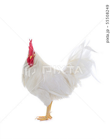 beautiful white rooster isolated beautiful white rooster isolated 55508249