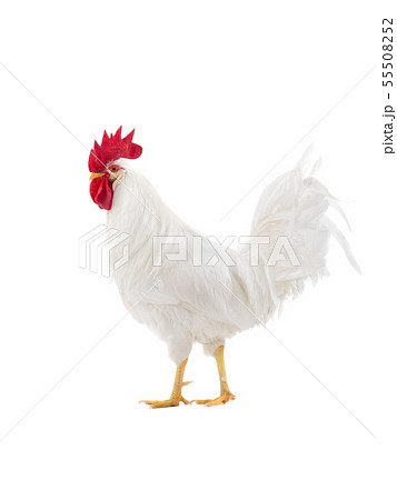 white rooster isolated white rooster isolated 55508252