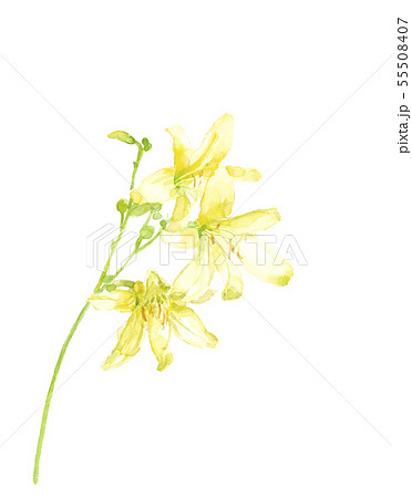 ユウスゲ 花 水彩 55508407