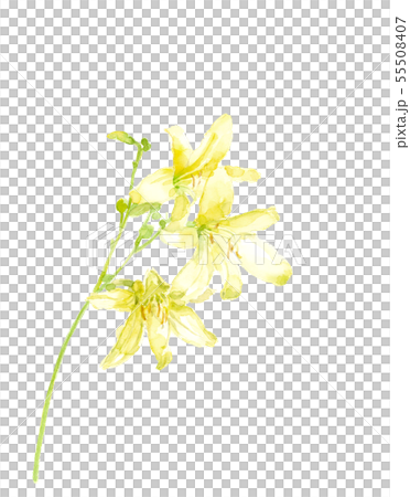 ユウスゲ 花 水彩 55508407