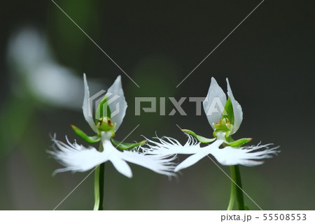 さぎそう 55508553