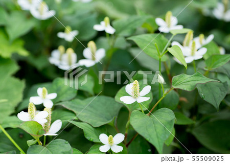 ドクダミの花 55509025