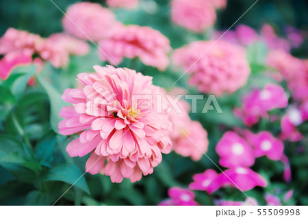 Zinnia flower with background. 55509998