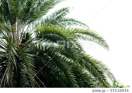 Palm leaves with the sky. 55510034