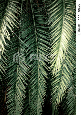 Palm leaves with texture background. 55510035