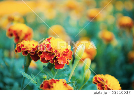 Marigold flower in garden. Marigold flower in garden. 55510037