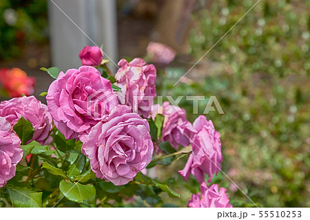 beautiful pink roses in a garden. beautiful pink roses in a garden. 55510253