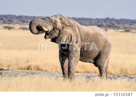 African Elephant, Loxodonta Africana in Etosha African Elephant, Loxodonta Africana in Etosha 55510387