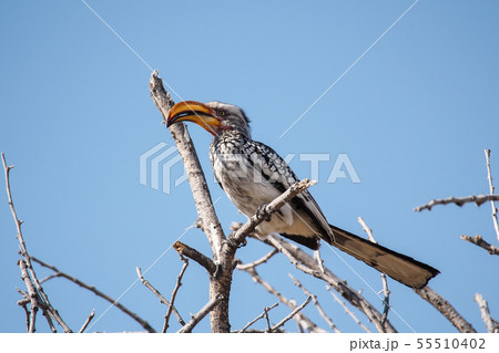 Southern Yellow-billed Hornbill in Etosha national Southern Yellow-billed Hornbill in Etosha national 55510402