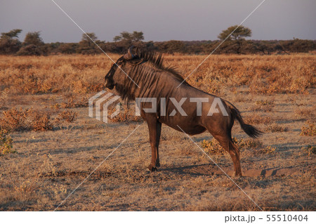 Blue wildebeest in Etosha National Park, Namibia. Blue wildebeest in Etosha National Park, Namibia. 55510404