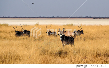 Oryx in the savannah of Etosha National Park in 55510408