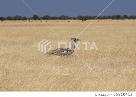 Kori Bustard, Ardeotis kori in Namibia, Etosha 55510412