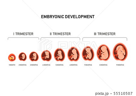 Pregnancy fetal foetus development . Embryonic month stage growth month by month cycle from 1 to 9 55510507