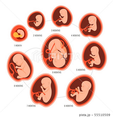 fetal development month by month