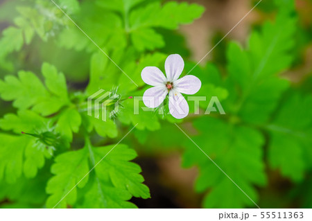 Beautiful white wild forest flower 55511363