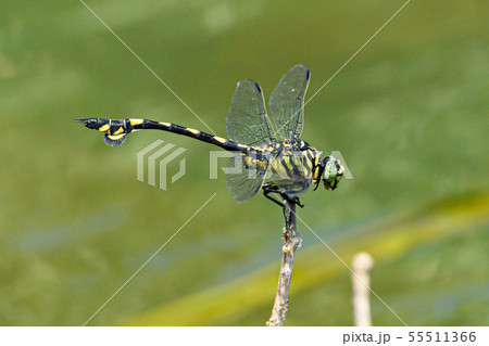 ウチワヤンマ　水辺 55511366